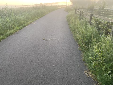 Foto van de dag